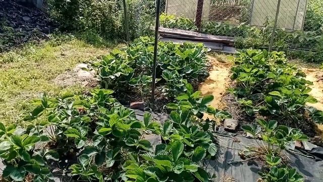 ?Притенение клубники.Подсадка усов.Обзор по сортам.?