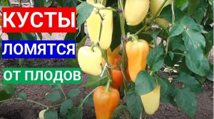 Хотите много перцев -  кормите лучше. Кусты будут ломиться от плодов.