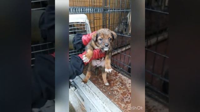 Отлов собак апрель 06.05.2022 (Владивосток) смотреть онлайн