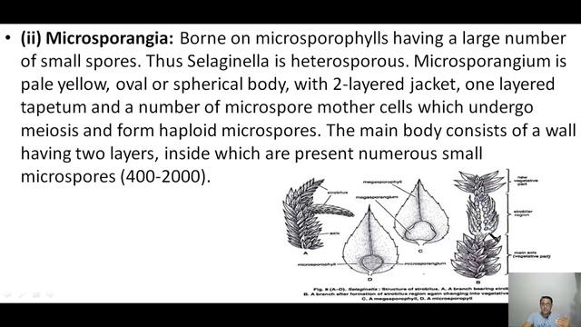 Class 11: Biology,#Seleginella,#Dryopteris,#NEET,#CBSE,#HBSE