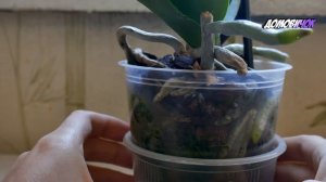 Воздушные Корни Орхидеи - ЧТО С НИМИ ДЕЛАТЬ - У Орхидеи Торчат Корни