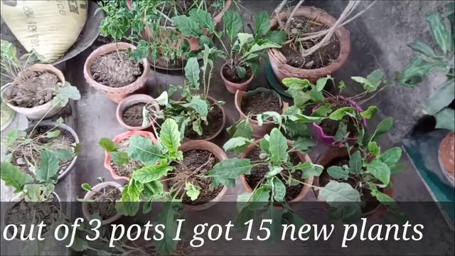 Gerbera plant care। How to propagate Gerbera before winter for better flowering смотреть онлайн