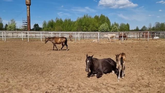 Продажа Ахалтекинских лошадей.Sale of Akhal-Teke horses.https://akhaltekellc.com смотреть онлайн