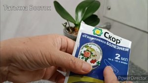 Грибница в горшке с орхидеей! Чем обработать!?