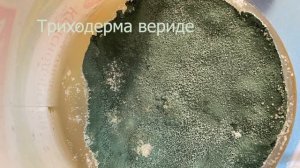 Триходерма вериде от порошка из зелёной пачки до ...  / Удачное выращивание этого сезона