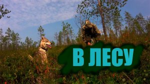 Собираю МОРОШКУ / ЦАРСКАЯ ягода/ МОРОШКА В КОМИ / Болото в  #коми