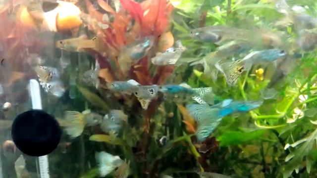 Зеленая кобра 2 смотреть онлайн