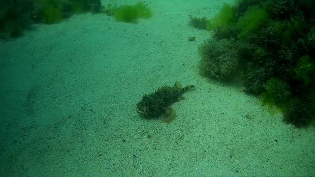 Обитатели Черного моря. Скорпена на охоте. смотреть онлайн
