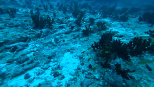 Diving Maldives  Guraidhoo channel