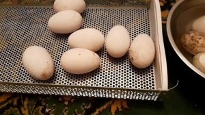 Первая закладка в 2022. Гусиное яйцо.  Инкубатор OVO. Подготовка инкубатора и закладка.