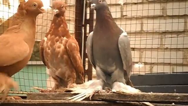 Чубатые узбекские голуби, цветные. Евразийцы. смотреть онлайн