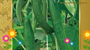 Огурец сортовой Китайские змеи. Краткий обзор, описание характеристик, где купить семена