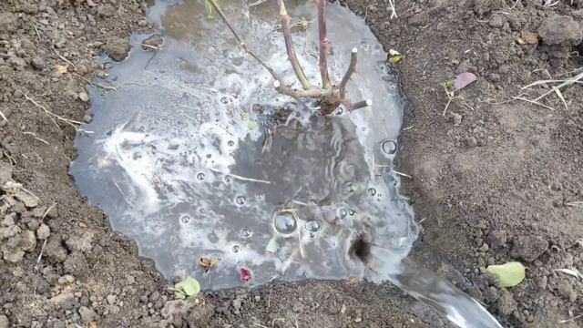 Пересадка розы осенью.Заглублять ли место прививки?Удобрение.Укрытие на зиму. смотреть онлайн