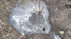 Пересадка розы осенью.Заглублять ли место прививки?Удобрение.Укрытие на зиму.