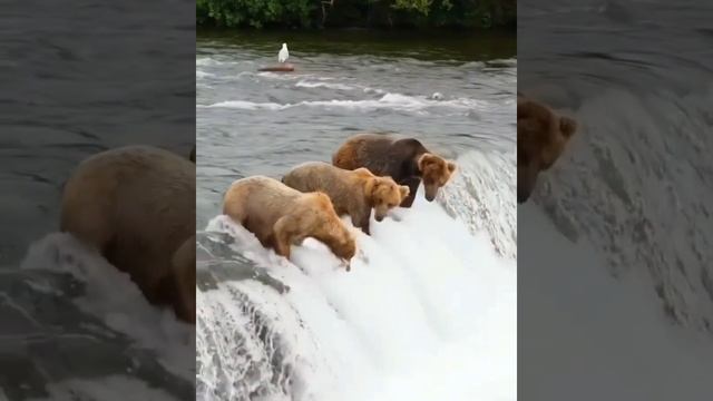 Берегись, медведи! #shorts #animals #медведи #животные смотреть онлайн