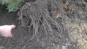 Специфика пересадки можжевельника.