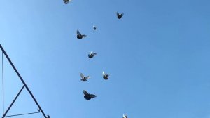 голуби.Ростовская область