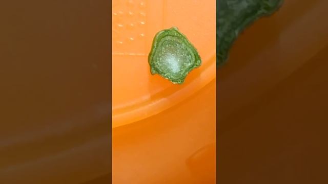 Увядание перца смотреть онлайн