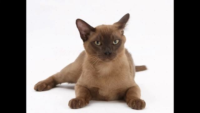 Бурма, или бурманская кошка (Burmese Cat) породы кошек( Slide Show)!