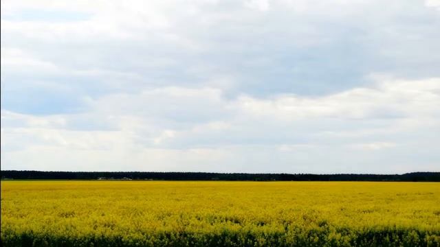 Пение птиц для успокоения нервной системы / Расслабляющее пение птиц для отдыха и сна