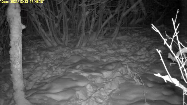 Кабаны ночь Торфяшка январь 2022 НП Нижняя Кама смотреть онлайн