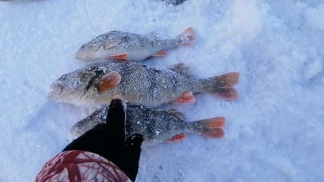 Крупный окунь на Мормышку Гвоздик с кубиком  Благовещенск р.Белая  2023г 16 декабря