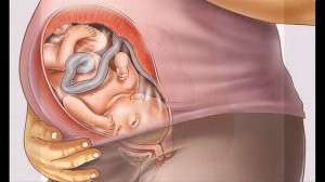 От девочки к девушке. Строение женских органов