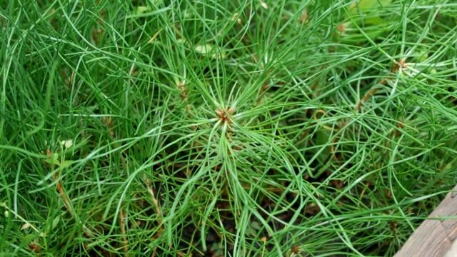 Сеянцы сосны крымской 2-х летка. Саженцы хвойных в питомнике 