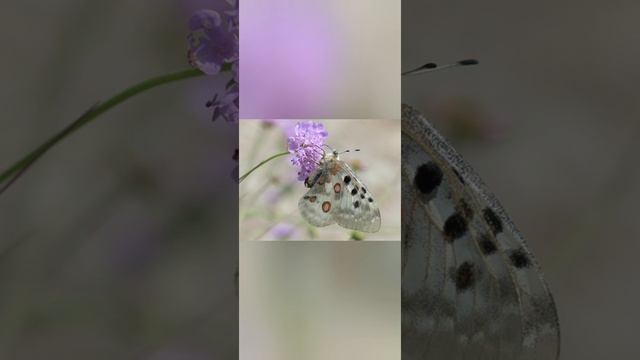 моему любимому , который сейчас далеко ...лучшая песня . смотреть онлайн