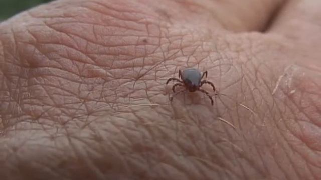 Ixodes persulcatus - Таёжный клещ смотреть онлайн
