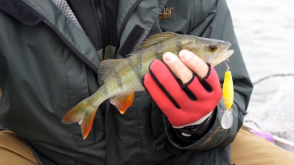 МК : Ловля троллингом видео Full HD