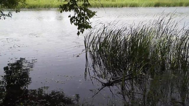 Бережок реки Сейм летом, село Кувшинное Курская Область смотреть онлайн