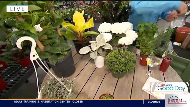 Top garden trends for 2024 from FOX 9's Dale K смотреть онлайн