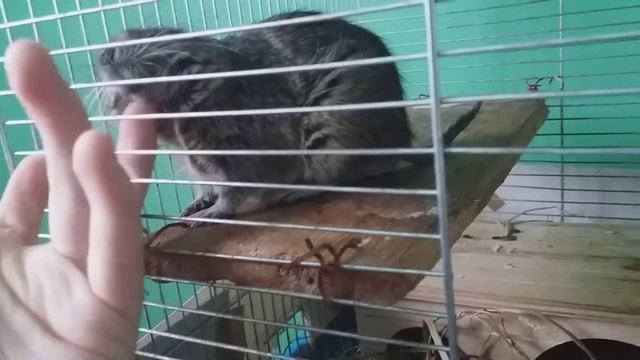 Факты про дегу смотреть онлайн