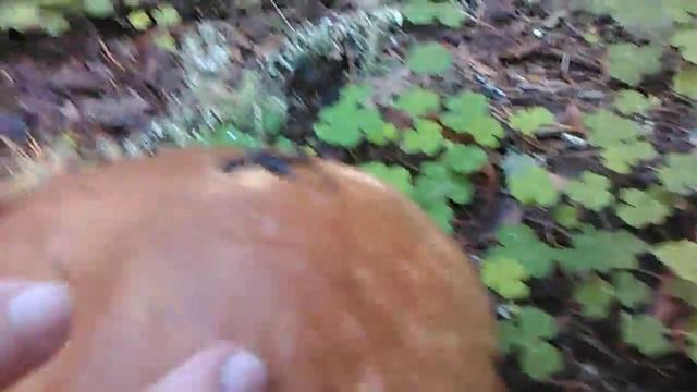 Гриб большой белый смотреть онлайн