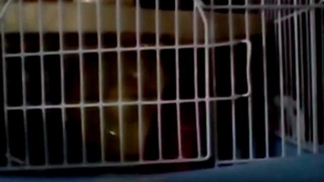 Мой любимый хомячок которому летом 7 июля будет 2 года смотреть онлайн