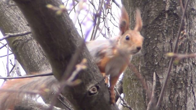 У шустрой белки линька смотреть онлайн