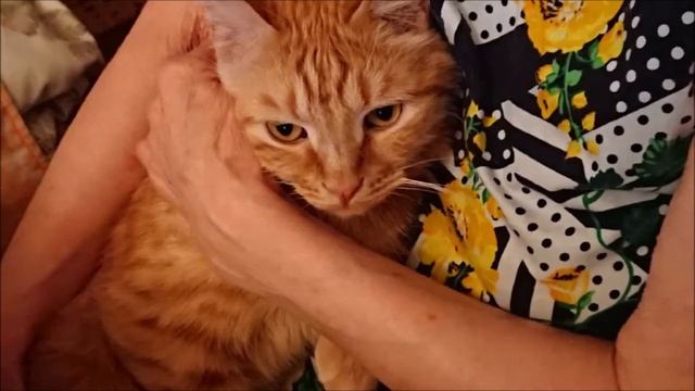 С Днём Рождения, Алена! смотреть онлайн