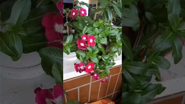 Барвинок (Катарантус) - яркий цветок. Barwin (Catarantus) - a bright flower смотреть онлайн