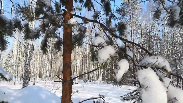 Зимний лес. смотреть онлайн