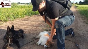 Ритуал подчинения-доминирования.