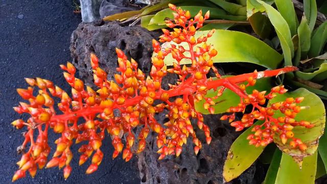 Bromeliad - Aechmea blanchetiana - Top 10 Bromeliads High Definition VIdeo HD 16 смотреть онлайн