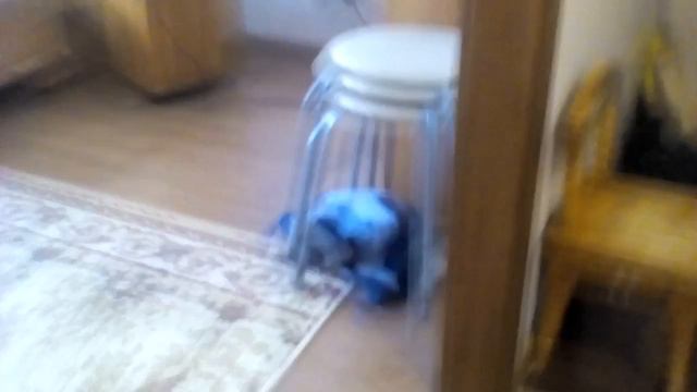 Мой ежик бегает по комнатам смотреть онлайн