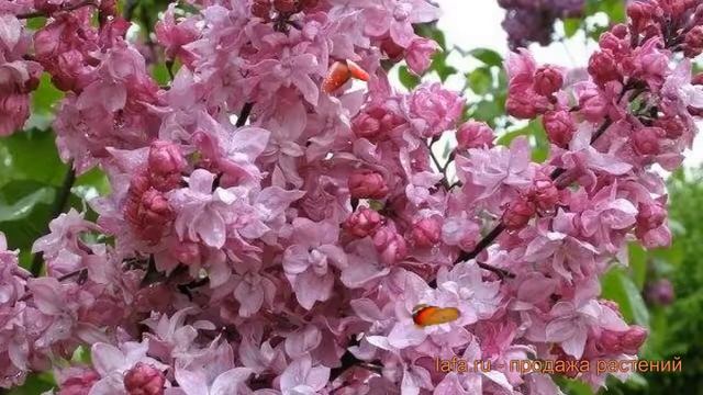 Сирень обыкновенная Олимпиада Колесникова ? обзор: как сажать, саженцы, крупномеры сирени