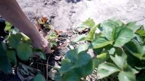 Вертициллезное увядание клубники. Болезни и лечение клубники, земляники.