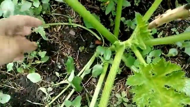 Формирую кусты кабачков для хорошего урожая. Из города в деревню. смотреть онлайн