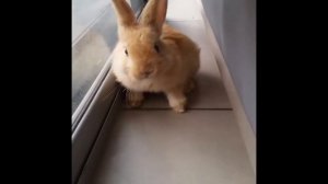 Кролик - смешные и милые видео с кроликами, подборка