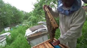 Определяем силу отводков накануне заключения маток в клетку