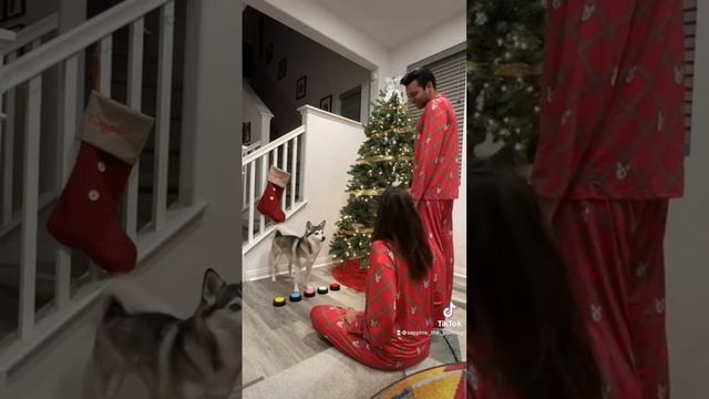 Sassy talking dog demands her Cuddle Clones custom pet pajamas ? смотреть онлайн