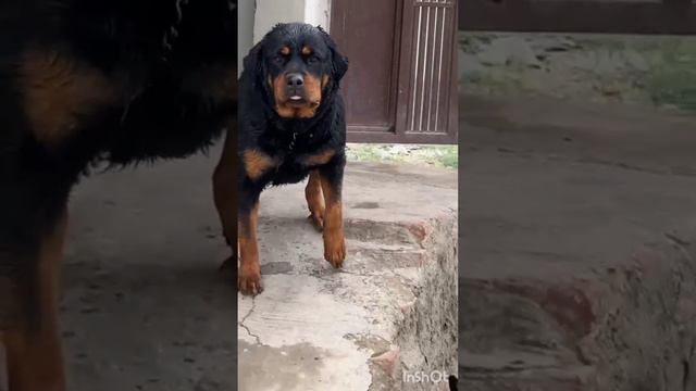 Rottweiler Awesome 💯 quality. 😮 Heavy bone 🦴. #puppy ##trending #puppies #trendingvideo #cute смотреть онлайн